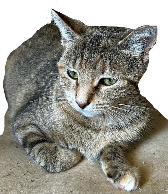 Libby, an adoptable Domestic Short Hair in Pineville, LA, 71361 | Photo Image 1