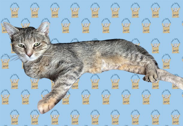 Libby, an adoptable Domestic Short Hair in Pineville, LA, 71361 | Photo Image 2