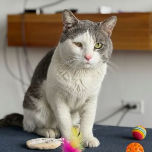 Sir Isaac Domestic Short Hair Cat