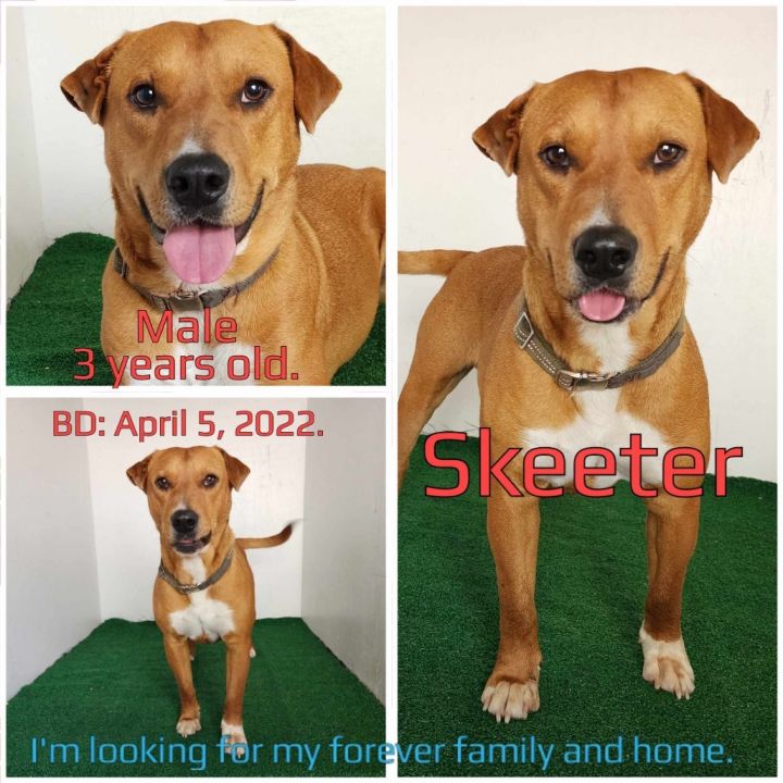 Skeeter 3