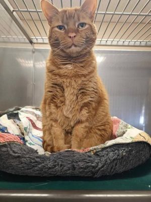 Cheeto, Adult Male unknown