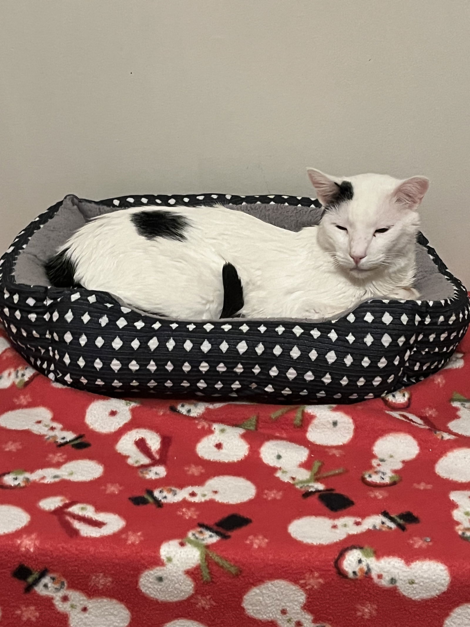 Geppetto, an adoptable Domestic Short Hair in Aurora, CO, 80012 | Photo Image 1