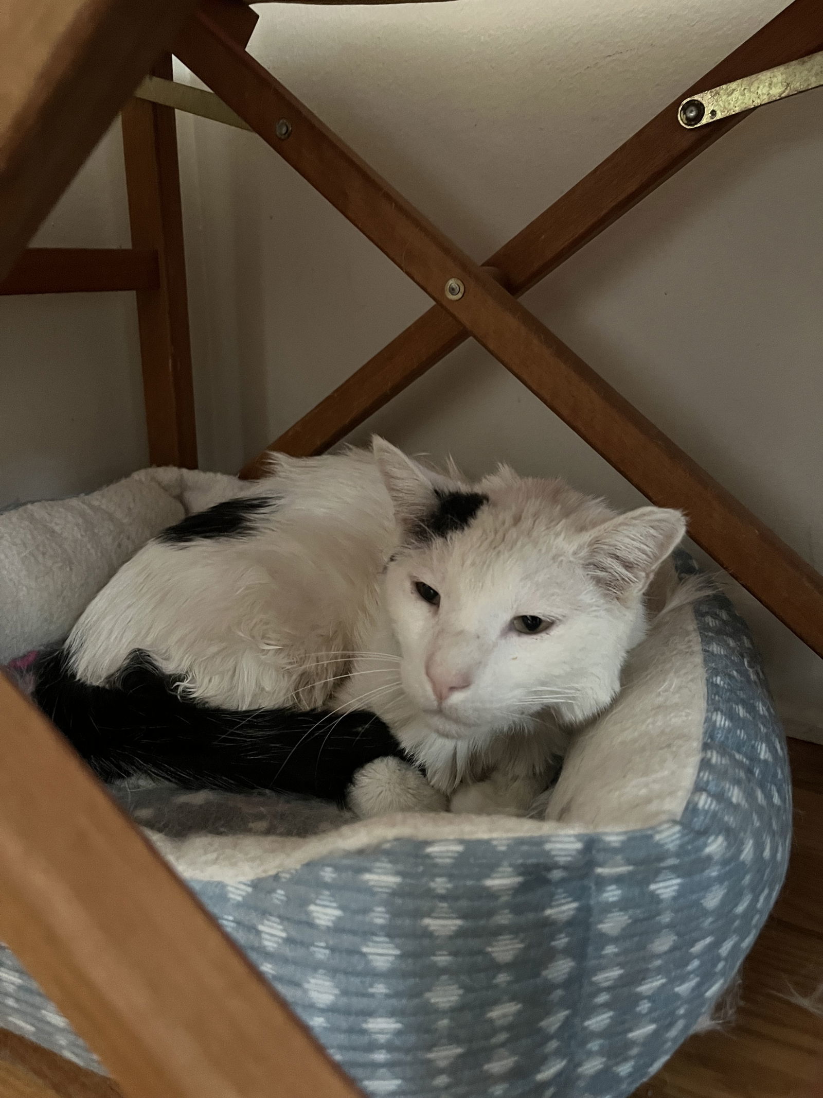 Geppetto, an adoptable Domestic Short Hair in Aurora, CO, 80012 | Photo Image 2