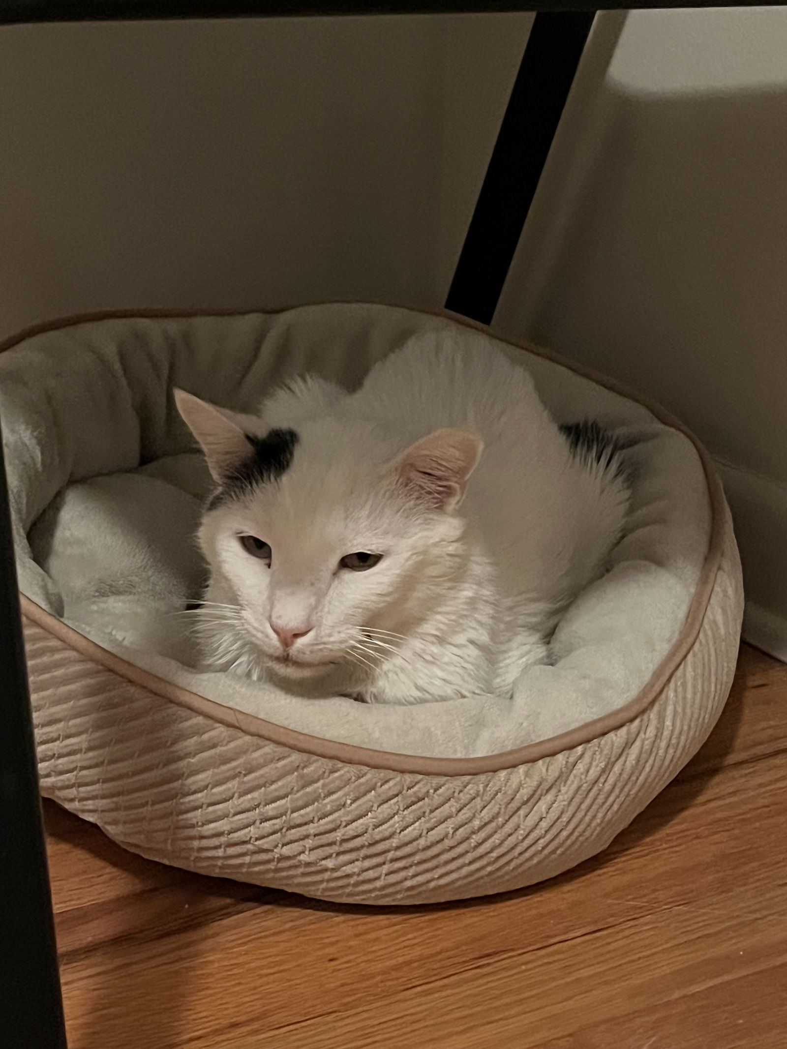 Geppetto, an adoptable Domestic Short Hair in Aurora, CO, 80012 | Photo Image 3