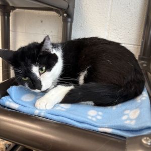 Vader, Adult Male Domestic Short Hair