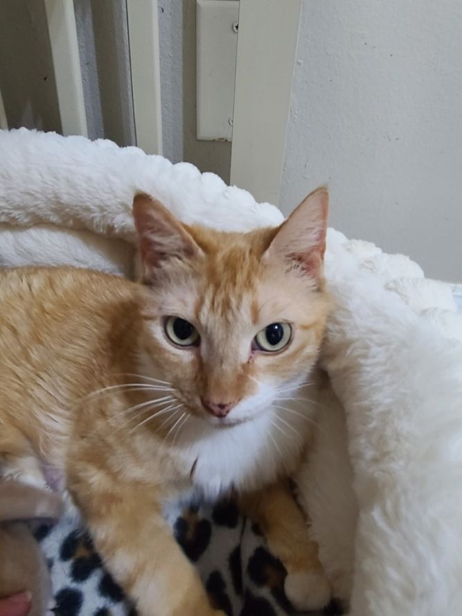 Tortilla