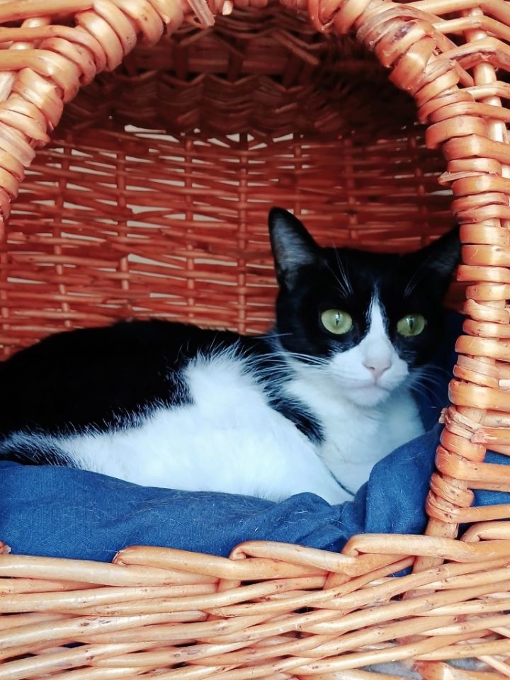 Lola 1