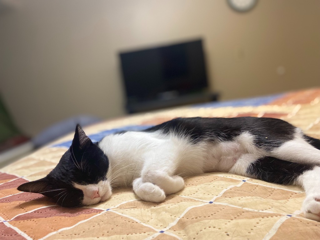 Lola, an adoptable Domestic Short Hair, Snowshoe in San Antonio, TX, 78247 | Photo Image 1