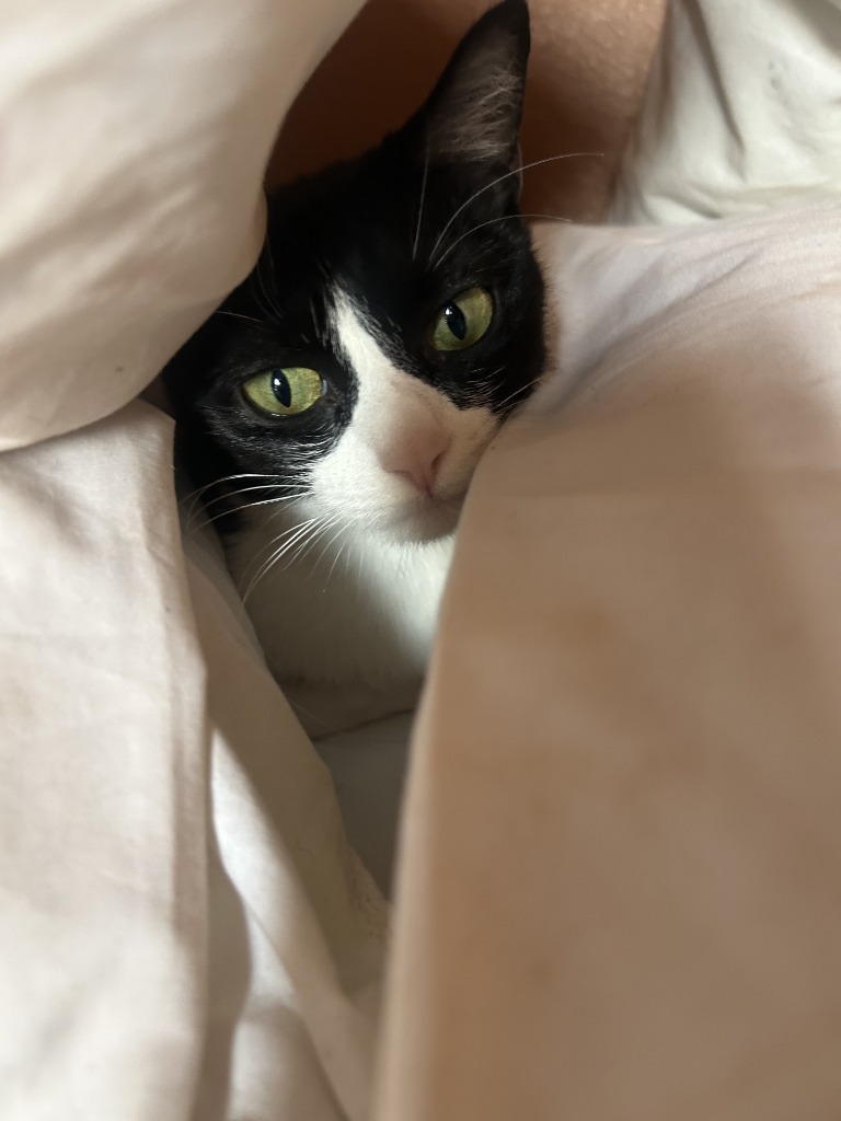 Lola