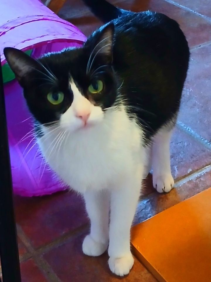 Lola 3