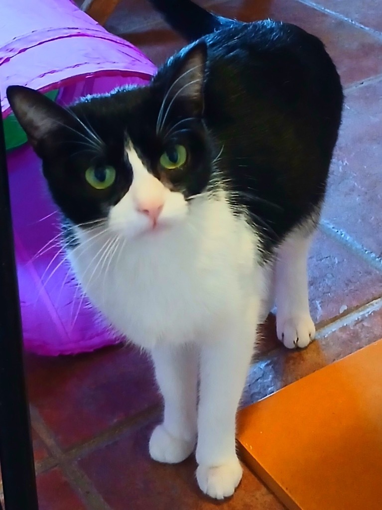 Lola