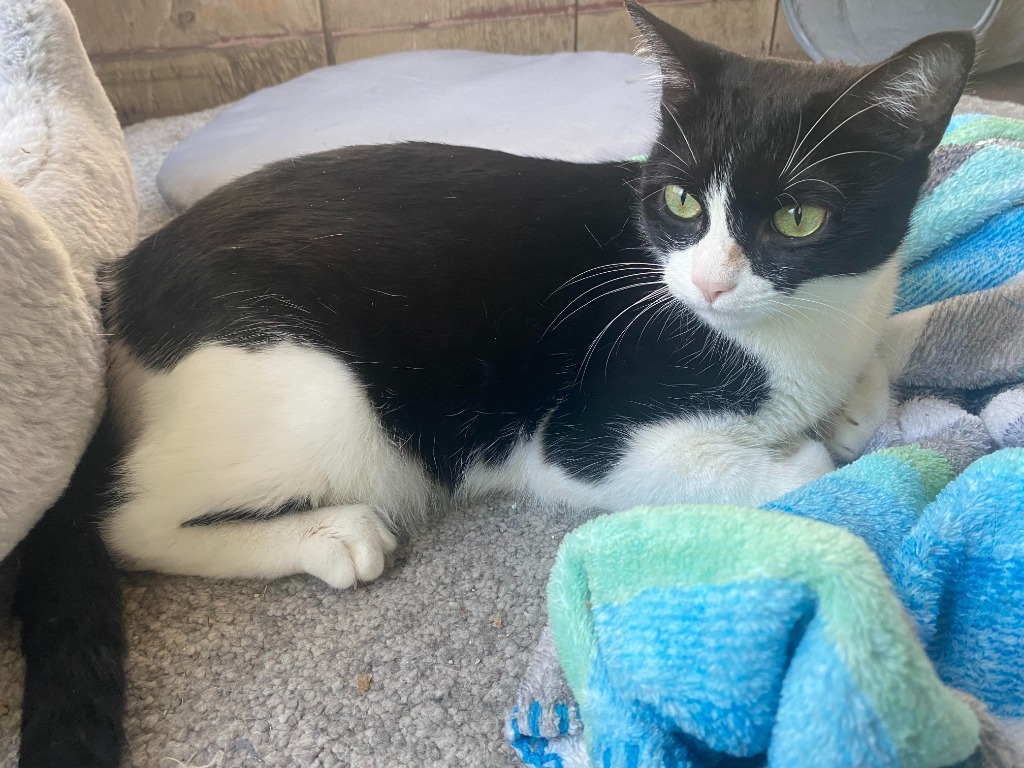 Lola, an adoptable Domestic Short Hair, Snowshoe in San Antonio, TX, 78247 | Photo Image 5