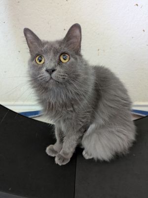 Macy Gray, Adult Female Domestic Short Hair