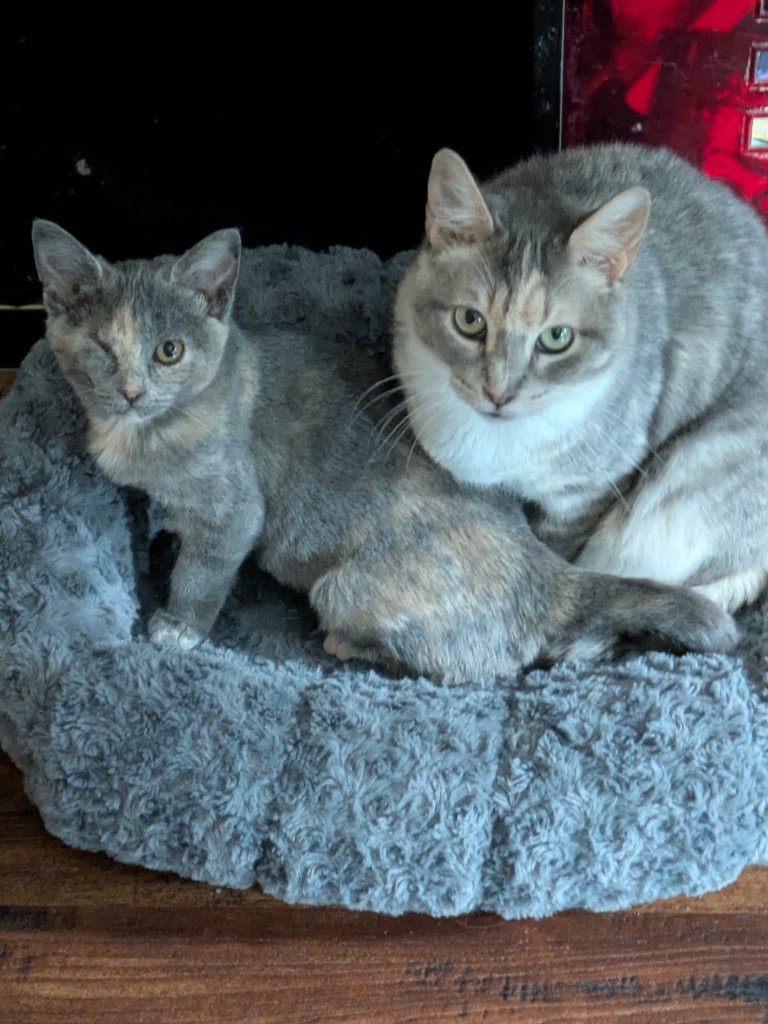 Momma Tortilla