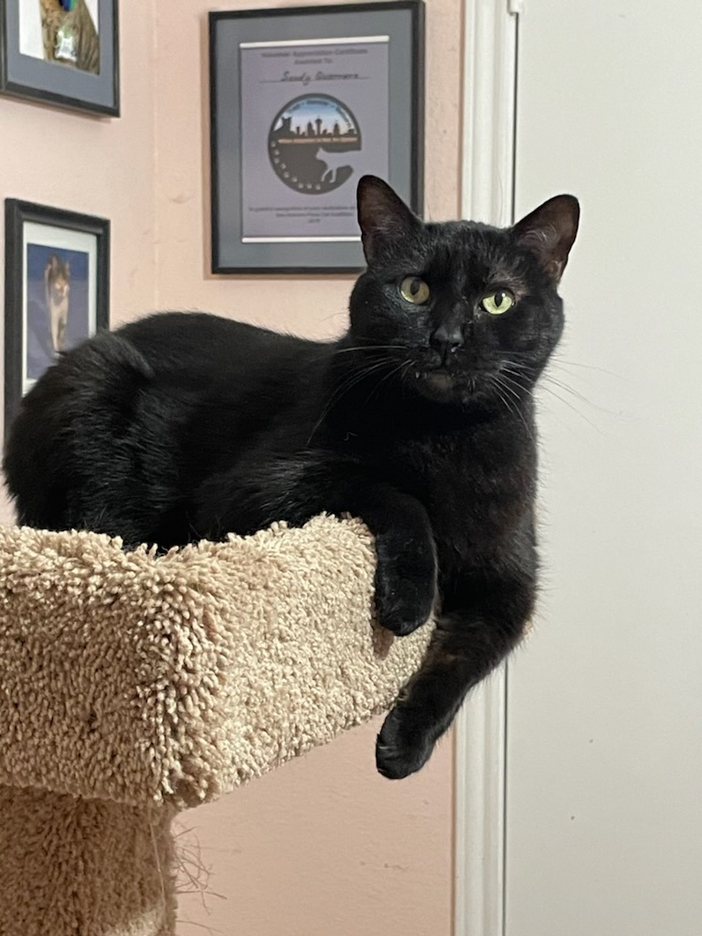 Coal