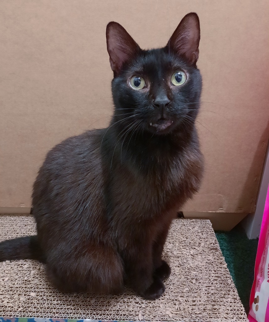 Coal