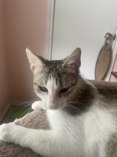 Tulla