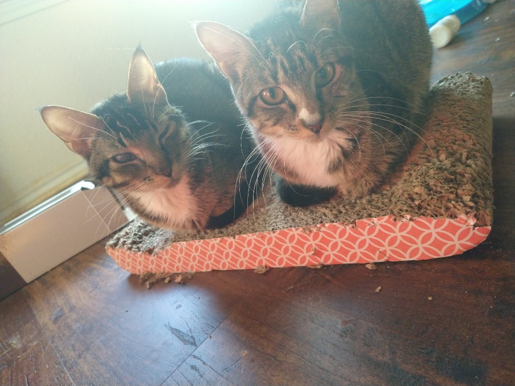 Blinkin