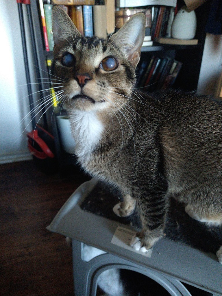 Blinkin