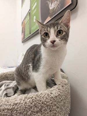 Monarch, Adult Female Tabby