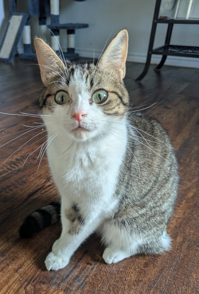 Bagel Bite