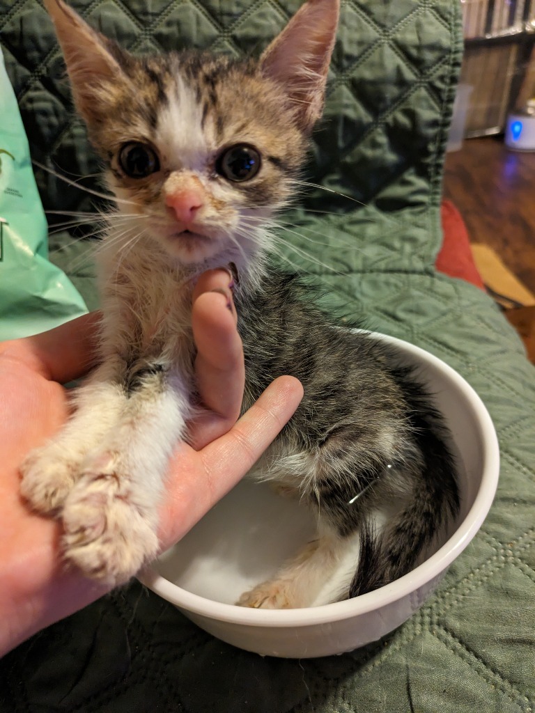 Bagel Bite