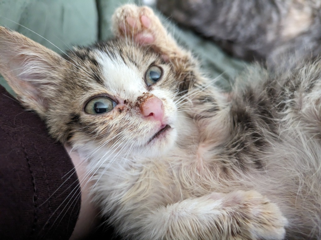 Bagel Bite