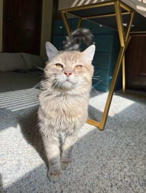 Yeti, Adult Male Tabby