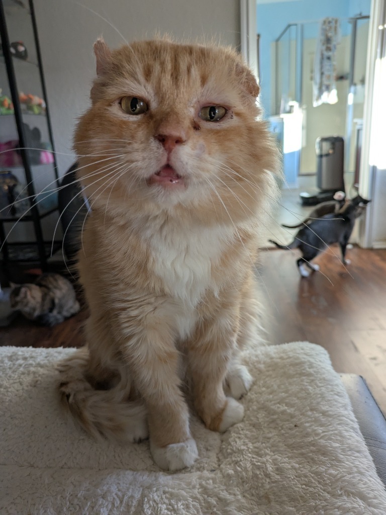 Walter McFluffy