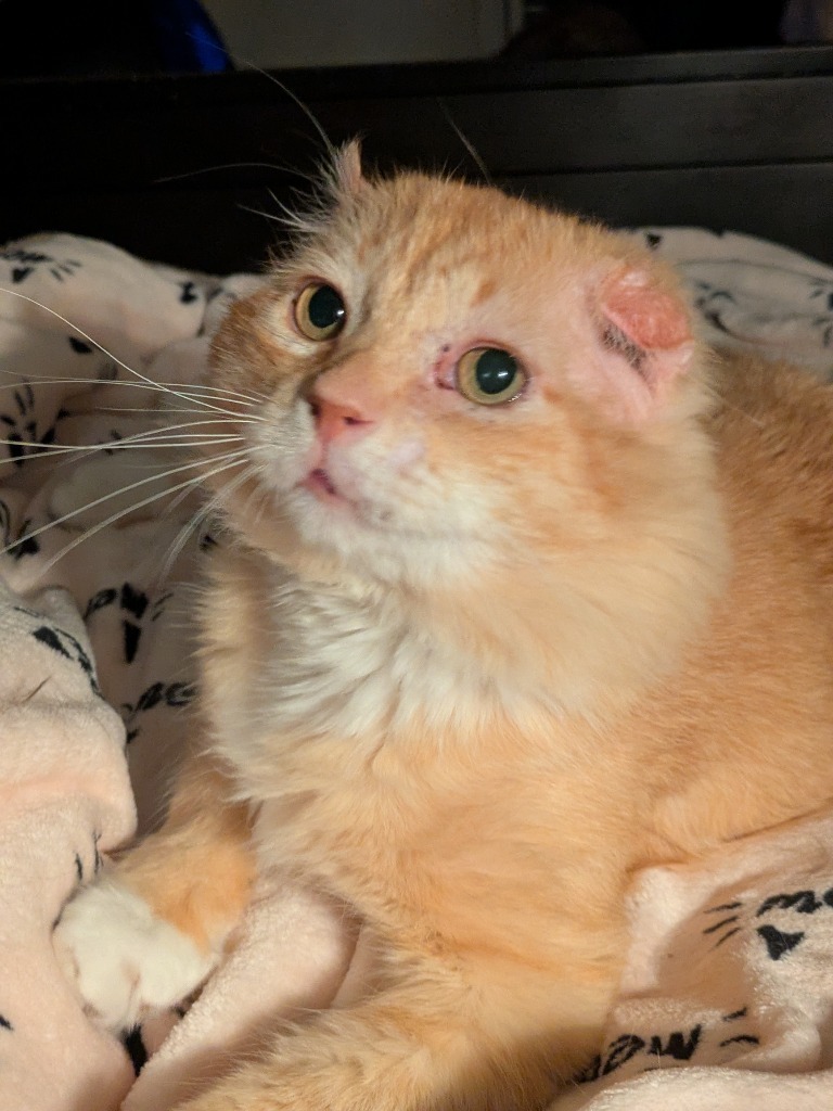 Walter McFluffy
