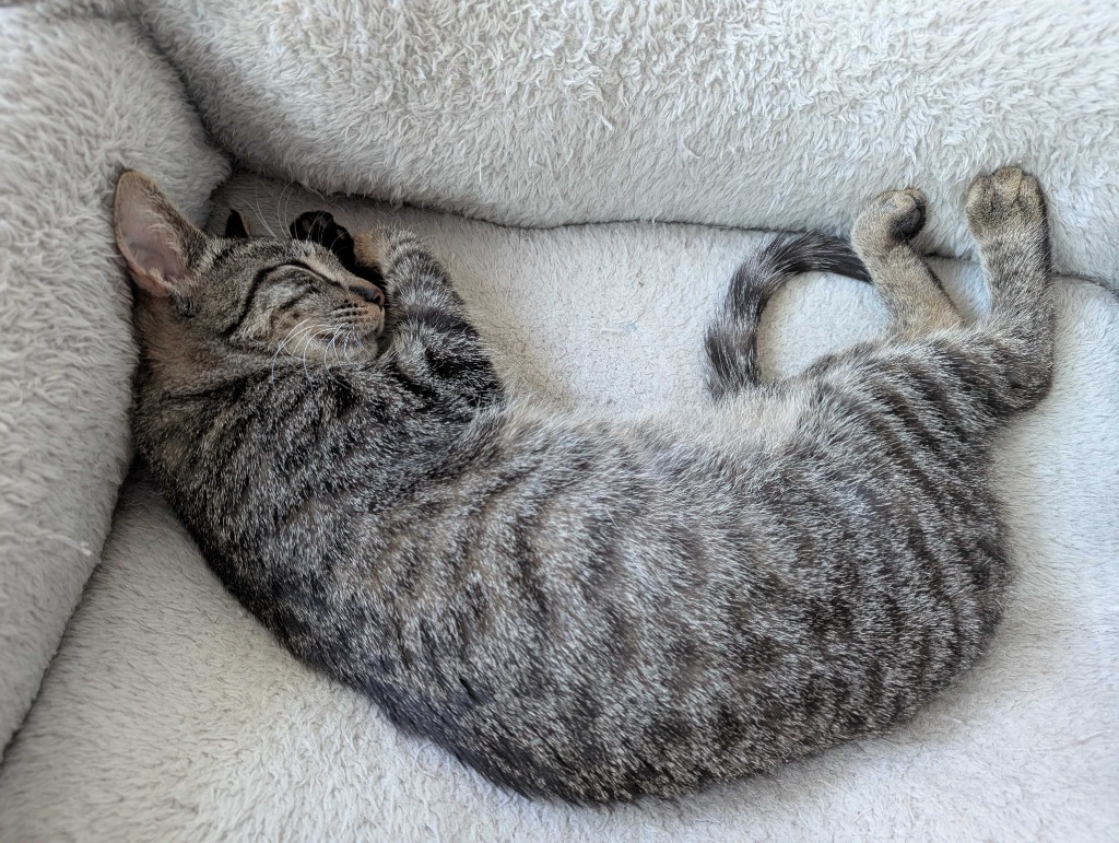 Sweet Basil