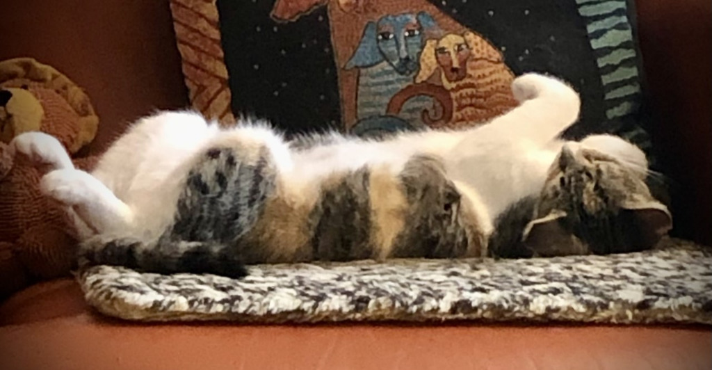 Gracie