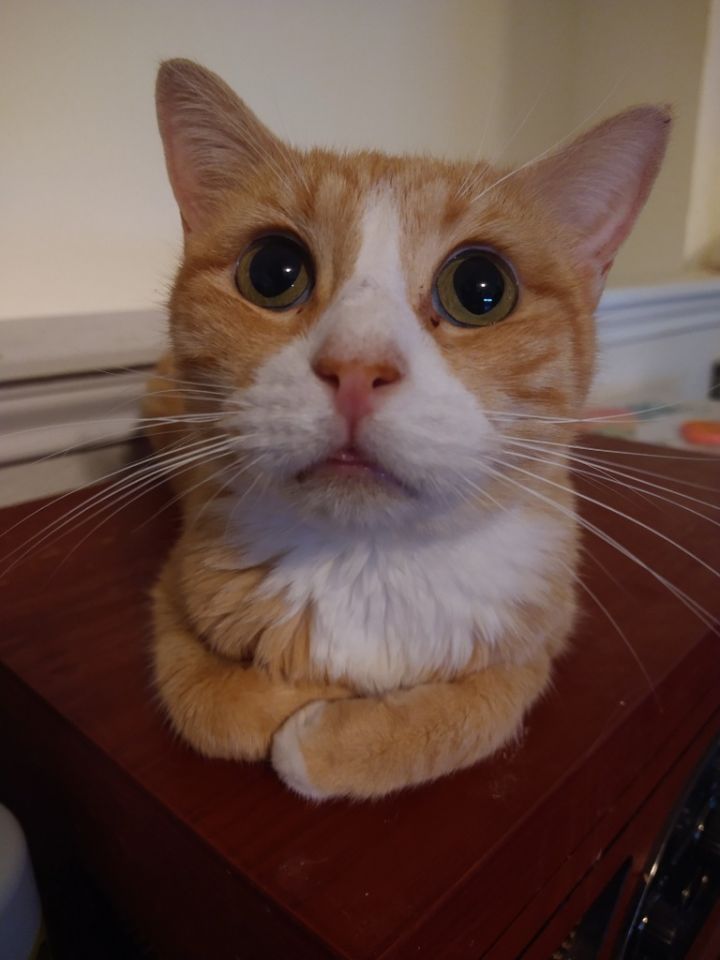 Pumpkin Spice 5
