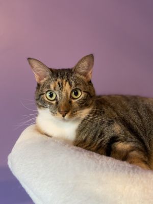 Mama Coco, Adult Female Tabby