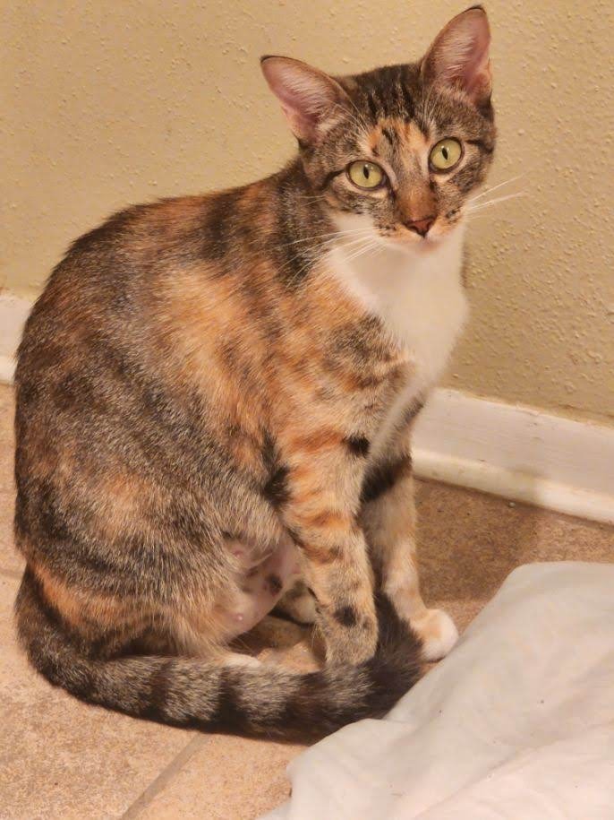 Mama Coco 2