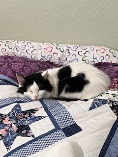 Mooie, Adult Female Turkish Van