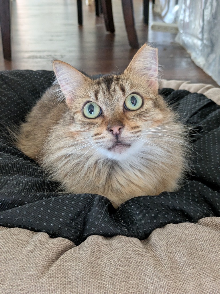 Snickerdoodle