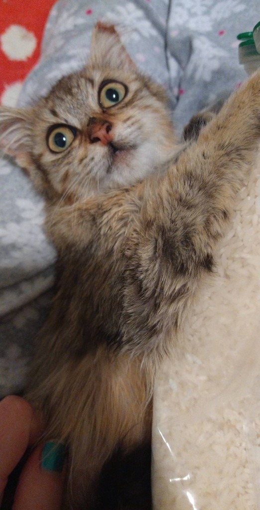 Snickerdoodle