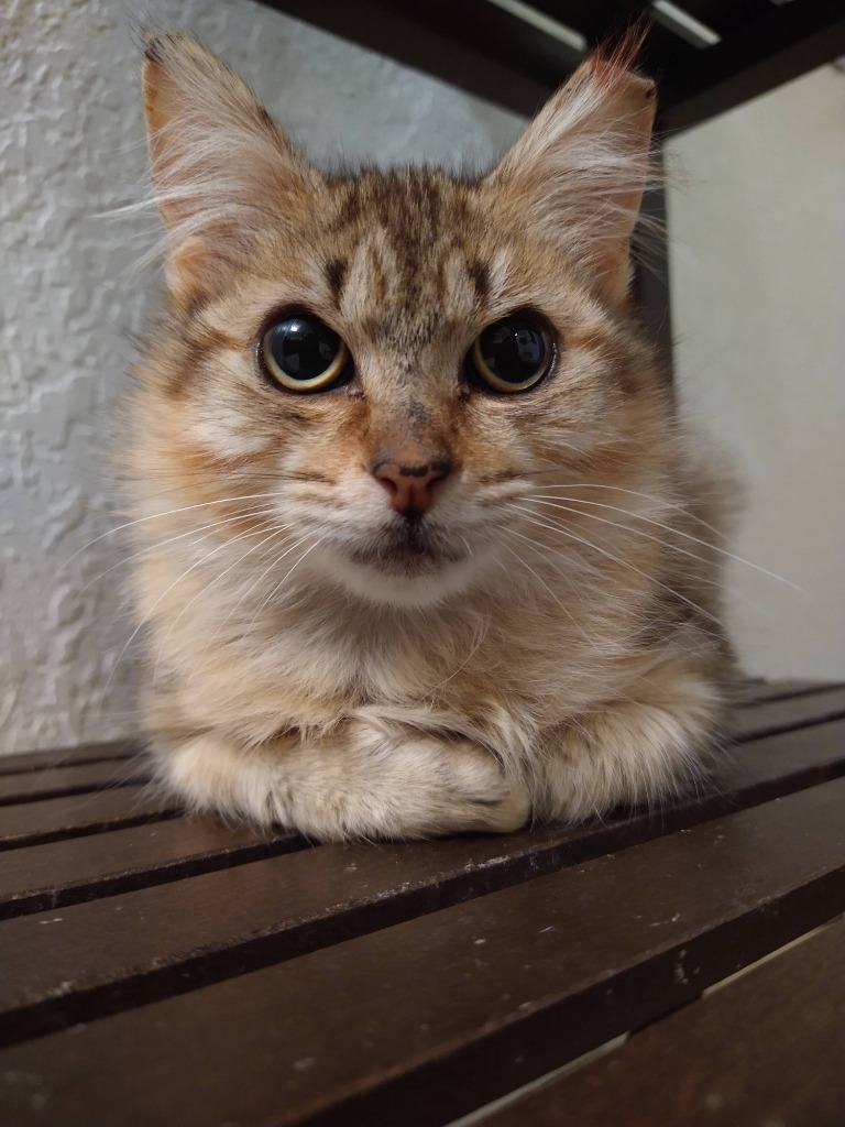 Snickerdoodle