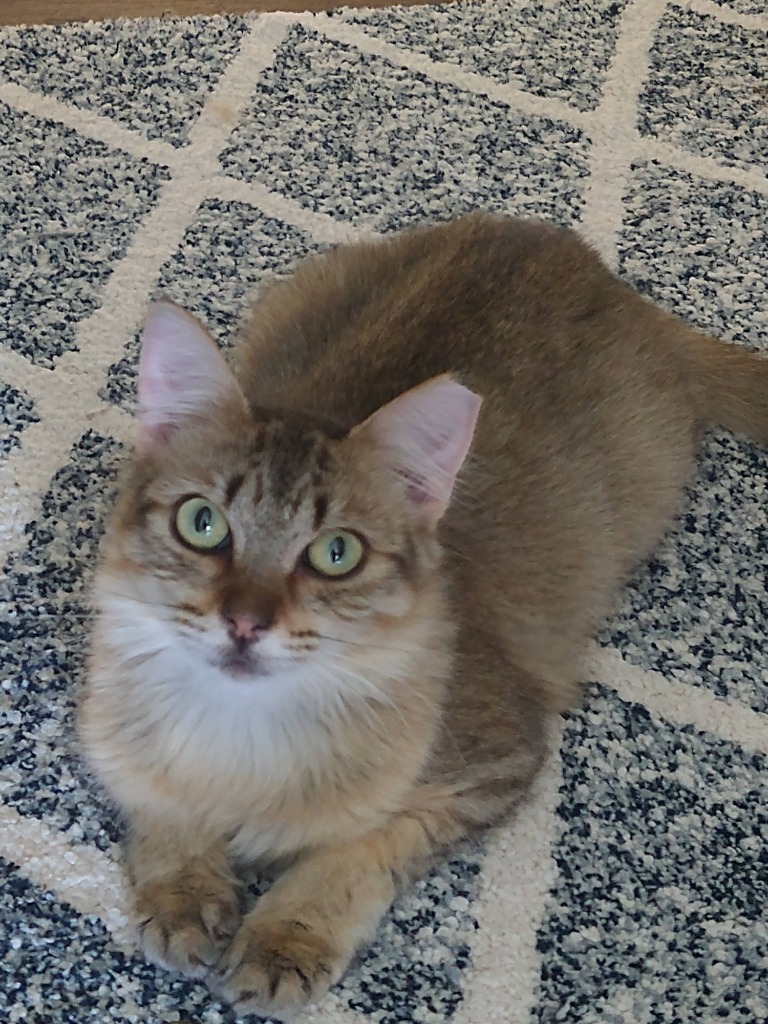Snickerdoodle