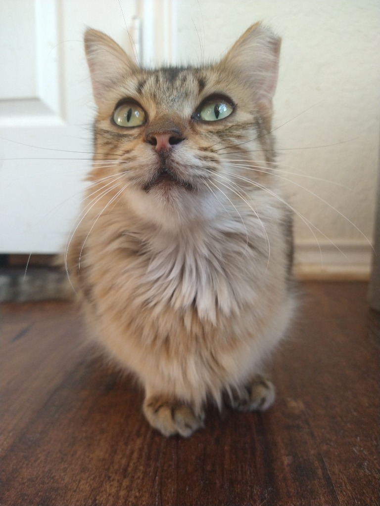 Snickerdoodle