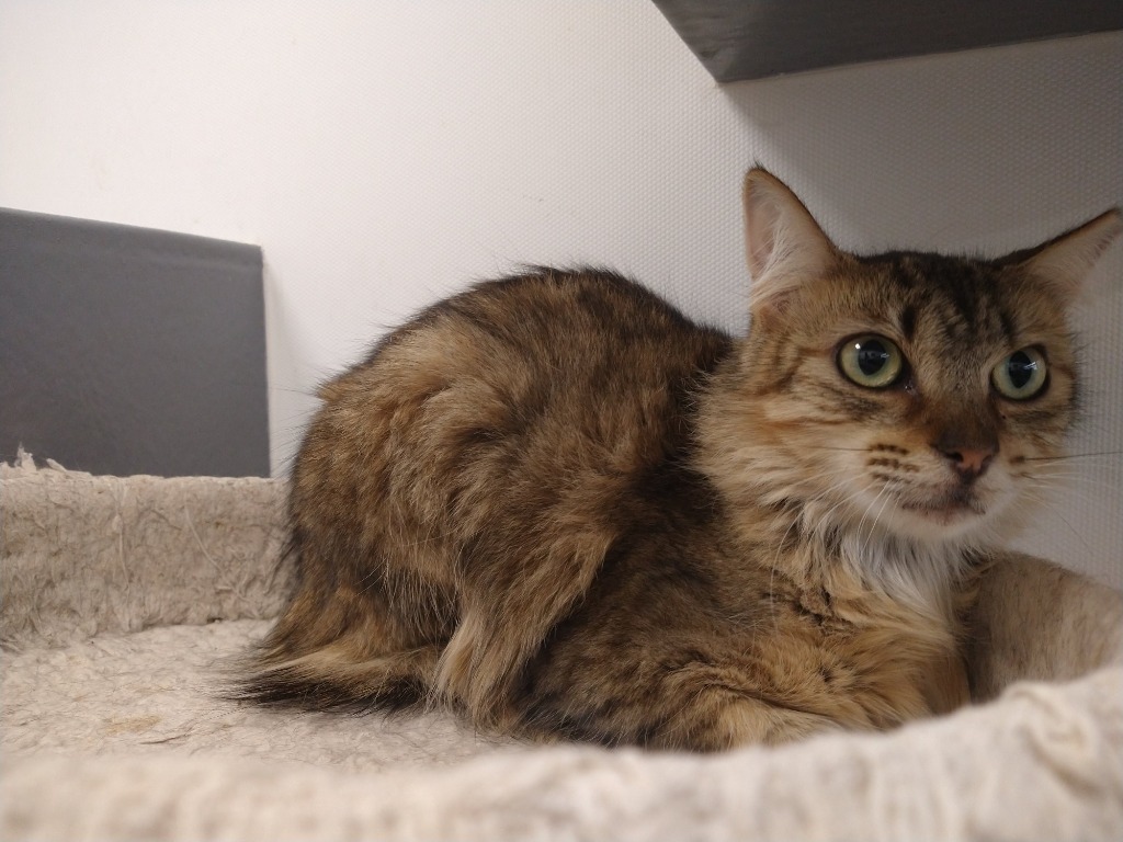 Snickerdoodle