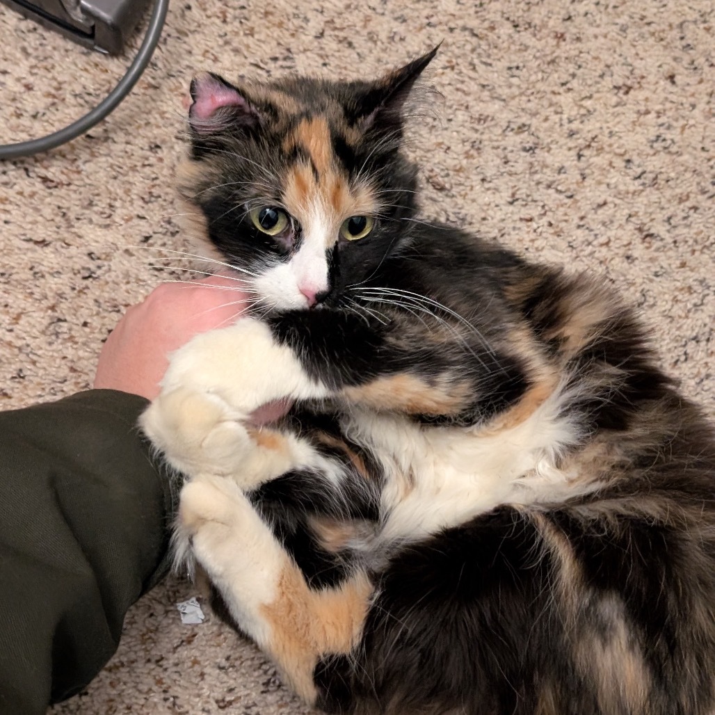 Miss Girl