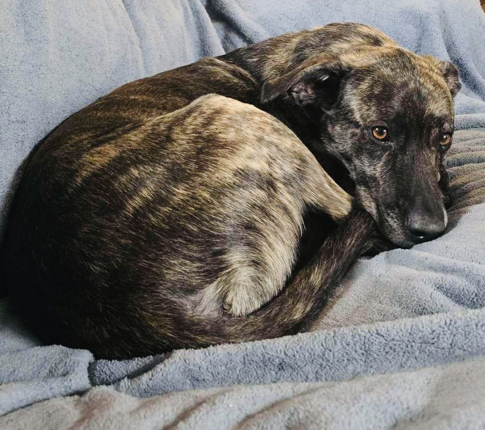 Noah-Liam, an adoptable Shepherd, Labrador Retriever in Duluth, MN, 55802 | Photo Image 1