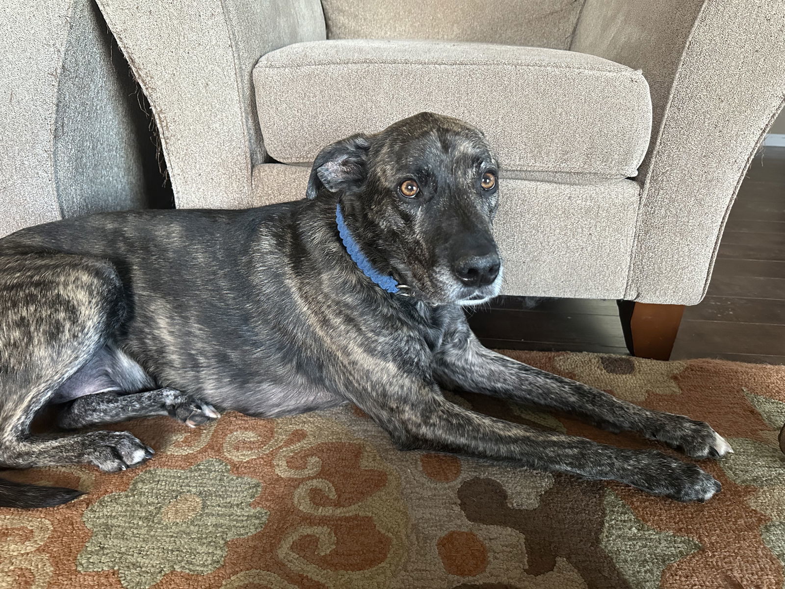 Noah-Liam, an adoptable Shepherd, Labrador Retriever in Duluth, MN, 55802 | Photo Image 2
