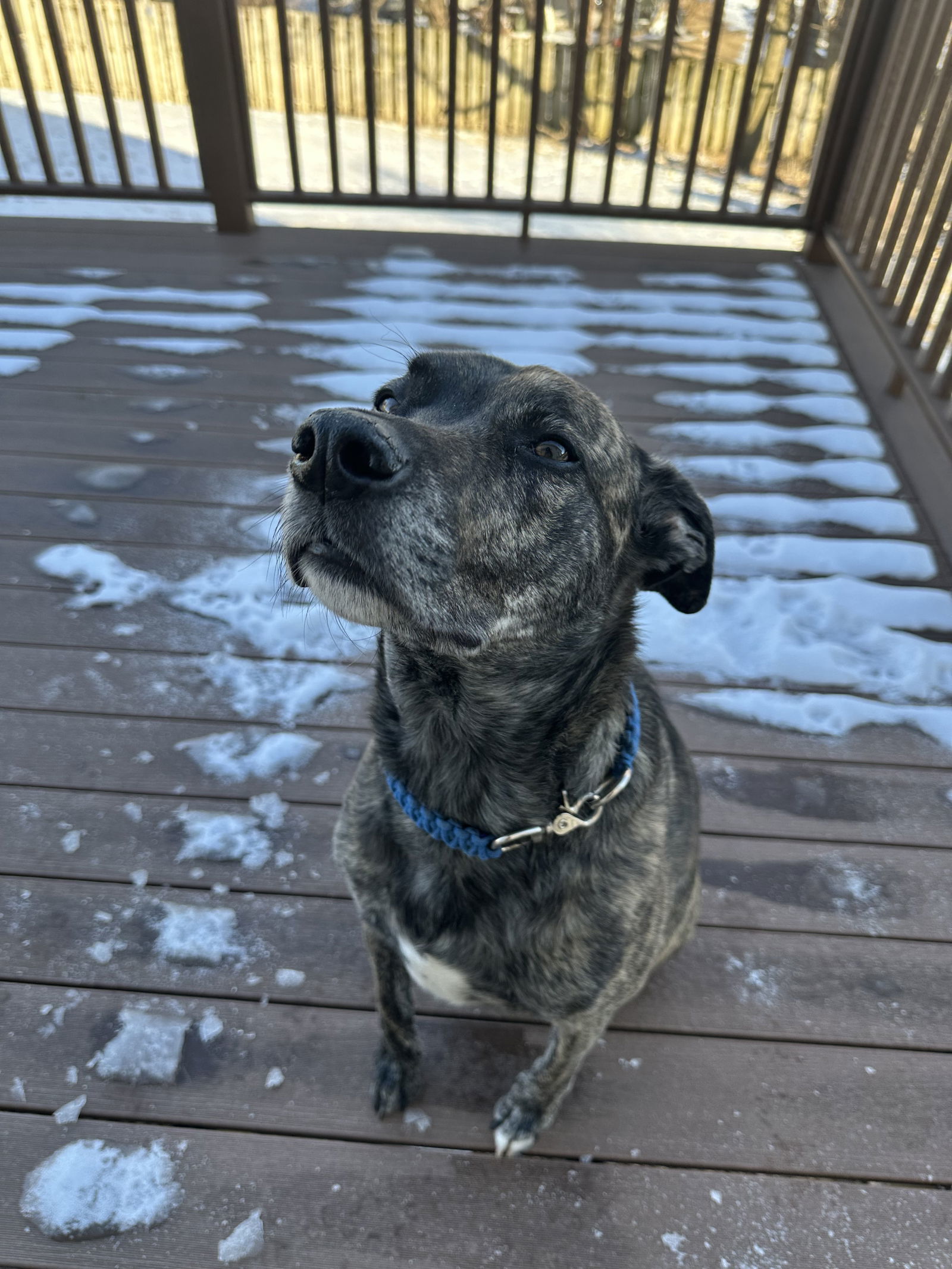 Noah-Liam, an adoptable Shepherd, Labrador Retriever in Duluth, MN, 55802 | Photo Image 3