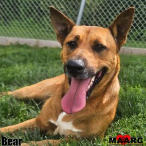 Meet Bear the aspiring adventure enthusiast This 15-year-old ShepherdHeeler mix is a bundle of p