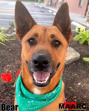 Meet Bear the shelters unofficial welcome committee and resident good boy This 2-year-old German 