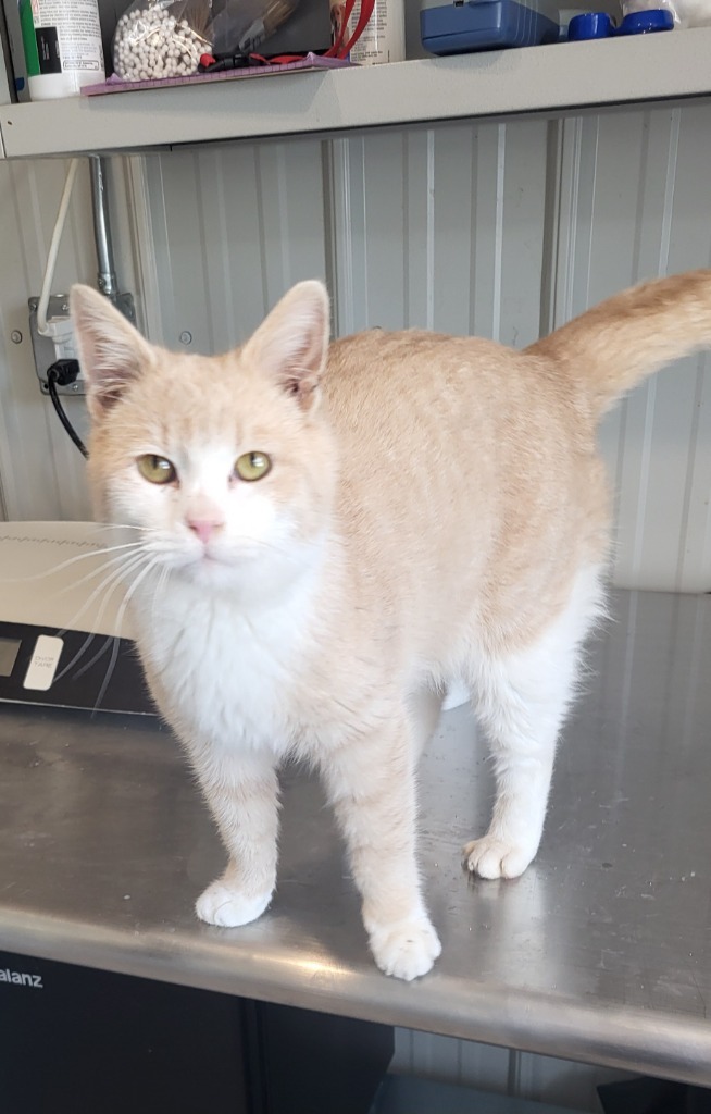 Thor, an adoptable Domestic Short Hair in Medford, WI, 54451 | Photo Image 1