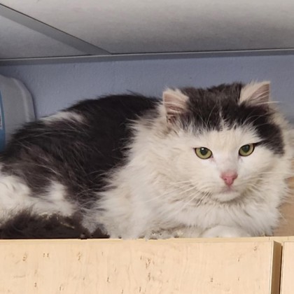 Phil, an adoptable Domestic Long Hair, Domestic Short Hair in Gwinn, MI, 49841 | Photo Image 1